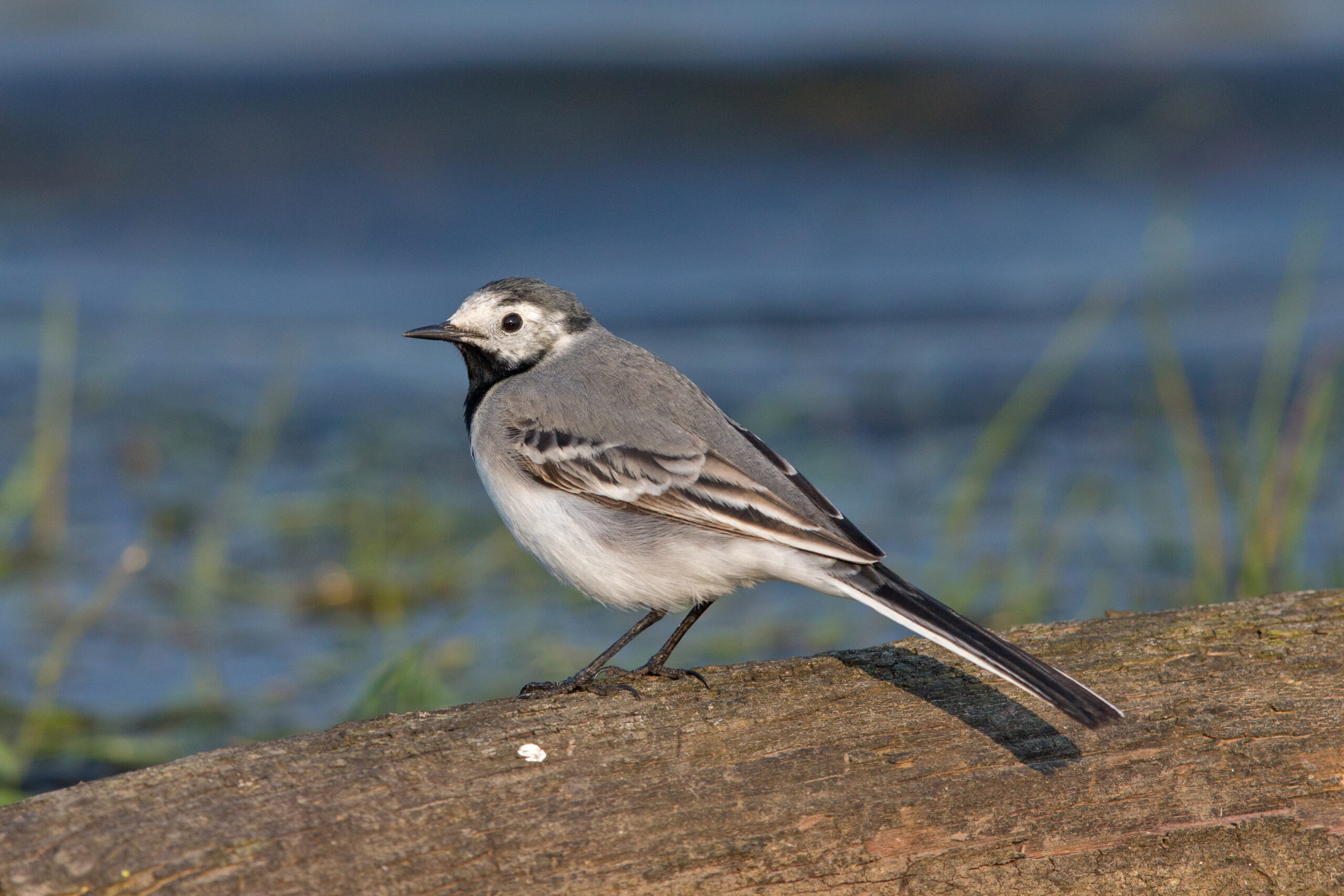 White wagtail female first summer scaled