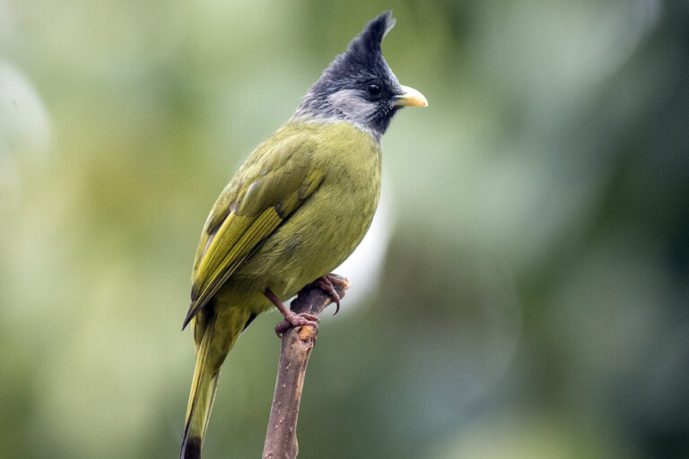 chim-chao-mao-xanh-2 chim chao mao xanh 2