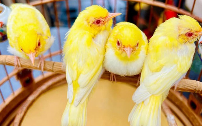 Cách nuôi chim vành khuyên non Hướng dẫn chi tiết cho người mới bắt đầu 8 Cách nuôi chim vành khuyên non Hướng dẫn chi tiết cho người mới bắt đầu