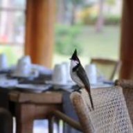 Chào mào uống mật ong có tác dụng gì?