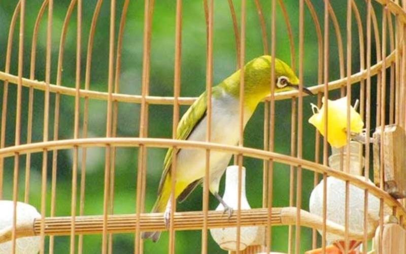 Tiếng chim vành khuyên hót MP3 hay nhất