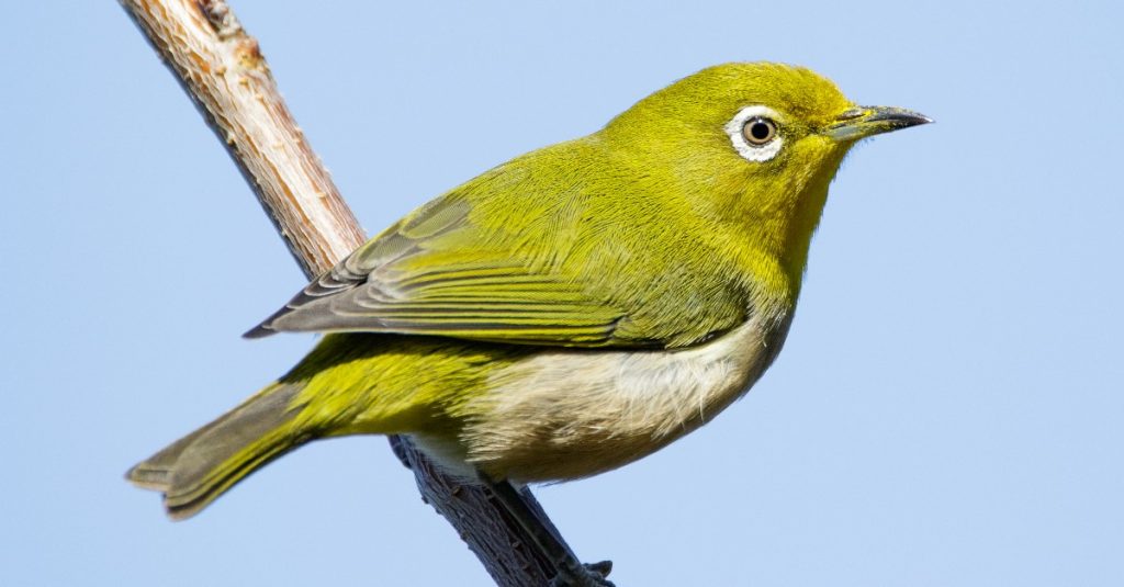 Tiếng chim vành khuyên hót MP3 hay nhất