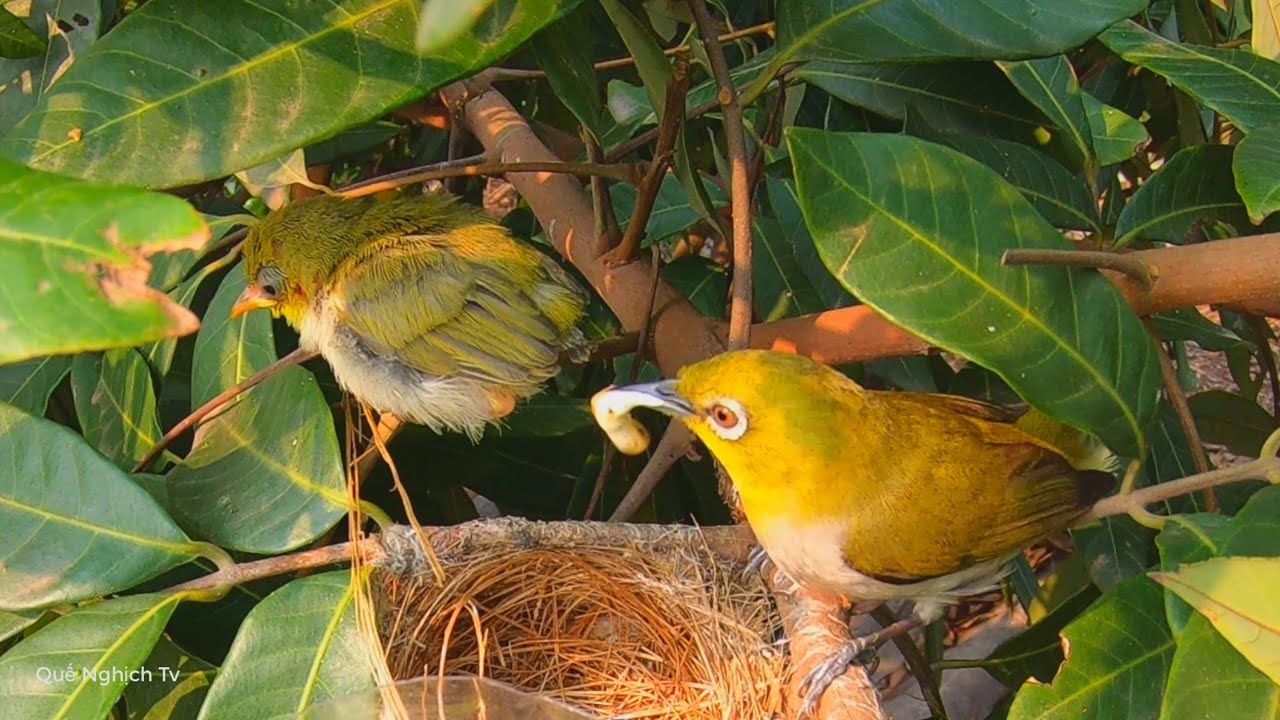 Hướng Dẫn Cách Nuôi Chim Vành Khuyên Bí Quyết Chăm Sóc Từ A-Z 9 maxresdefault 1