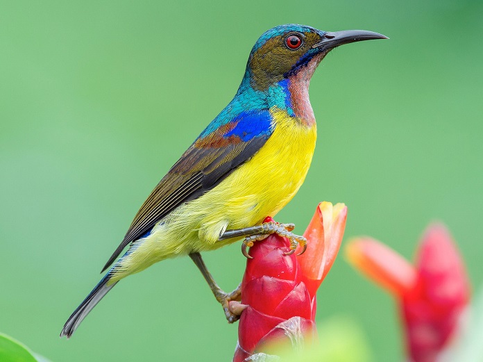 Cách Chữa Chim Hút Mật Bị Đau Chân Những Điều Cần Biết 5 Cách chữa chim hút mật bị đau chân