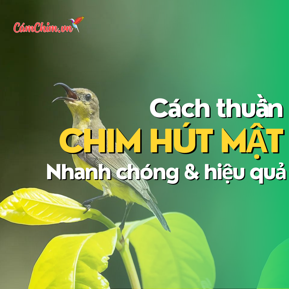 Blue and Yellow Gradient Meditation Youtube Thumbnail 1000 x 1000