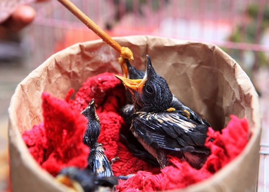 mach ban cach cham soc chim non moi no tot nhat